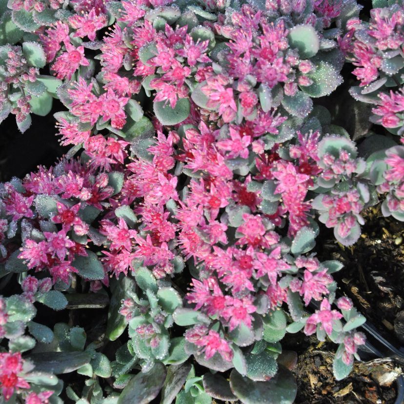 STM - Sedum cauticola 'Lidakense'