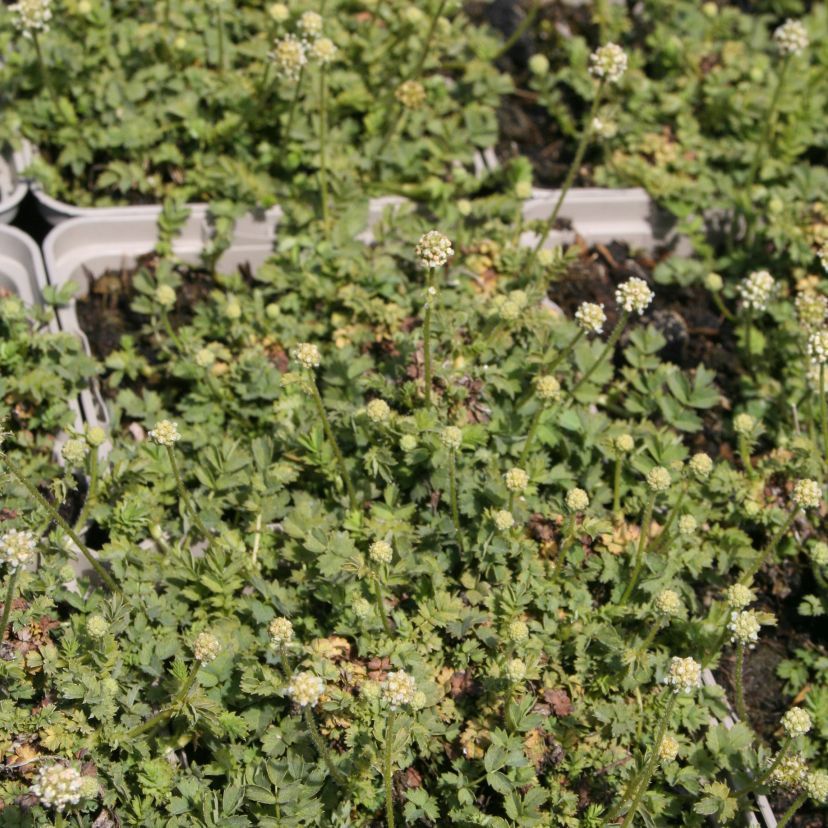 STM - Acaena microphylla 'Grüner Zwerg'