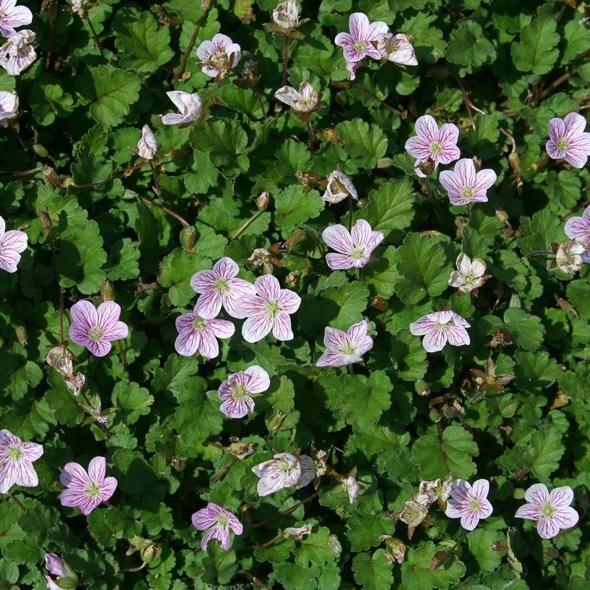 STM - Erodium reichardii 'Roseum'