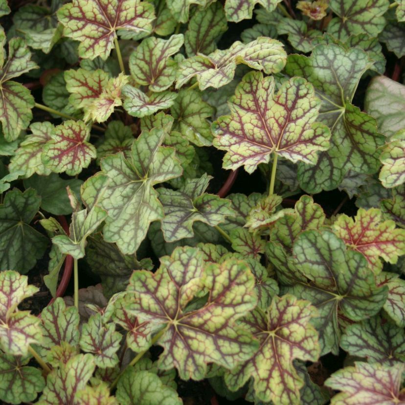STM - Heuchera hybr. 'Green Spice'