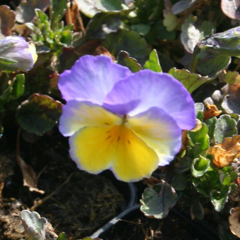 STM - Viola cornuta 'Zoe'