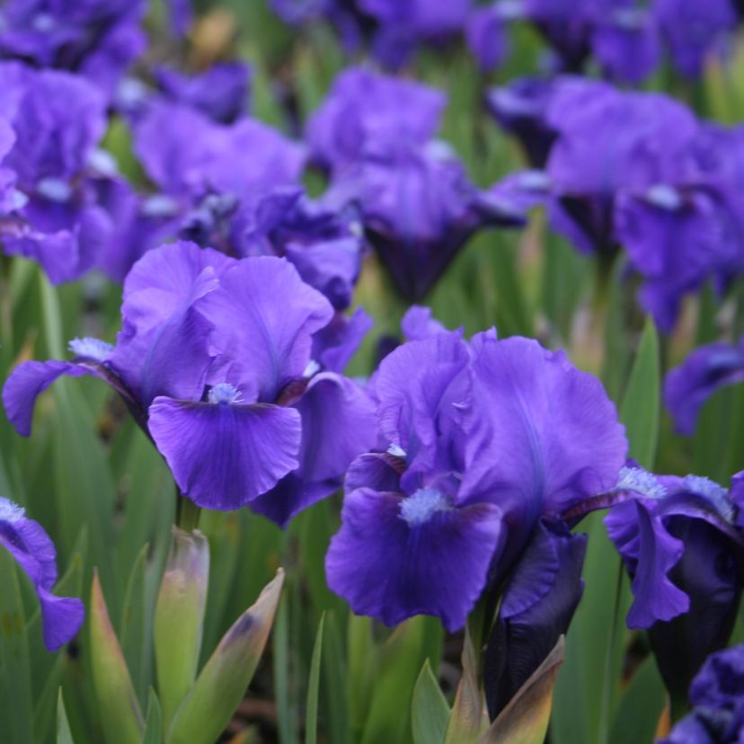 Iris barbata-nana 'Bunbury Ruffles'