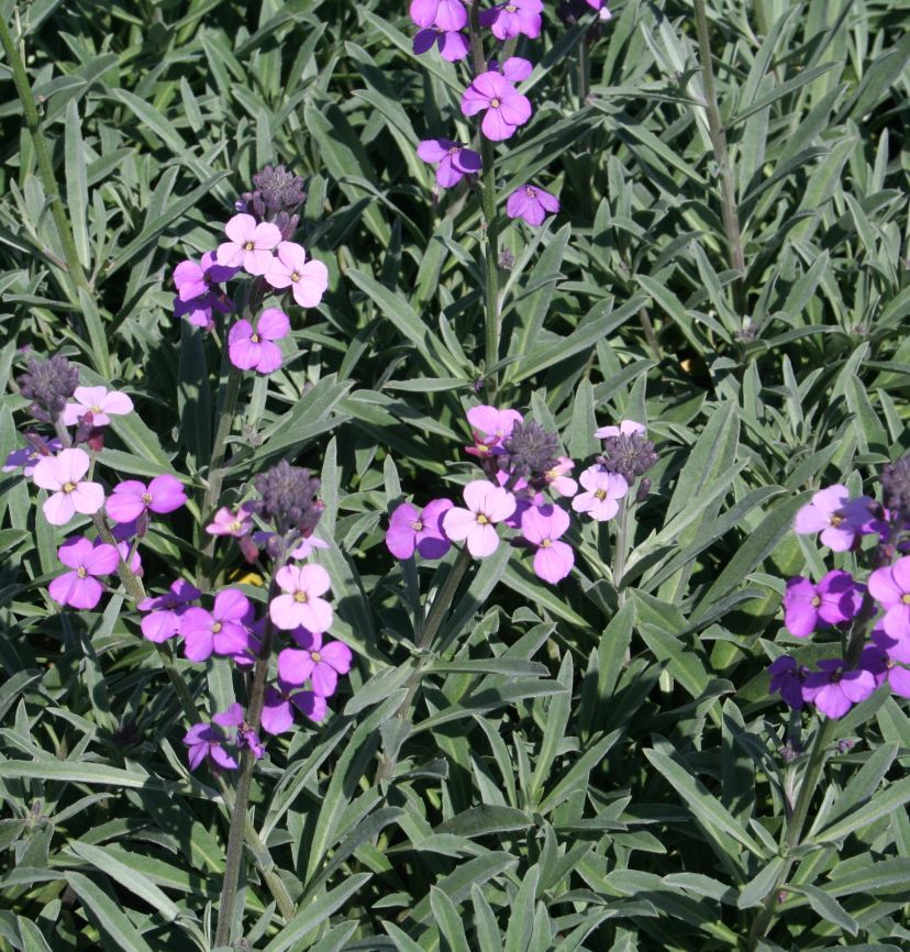 Erysimum cheiri 'Bowles Mauve'