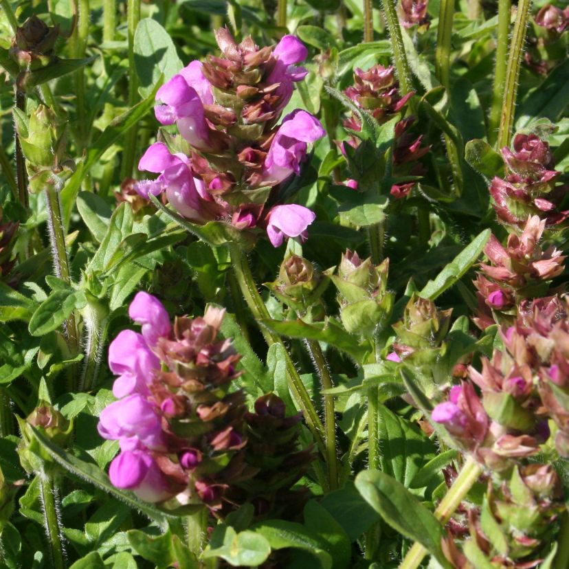STM - Prunella grdfl. 'Rubra'