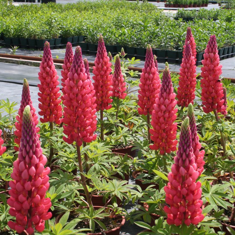 Lupinus-Hybride 'Towering Inferno'