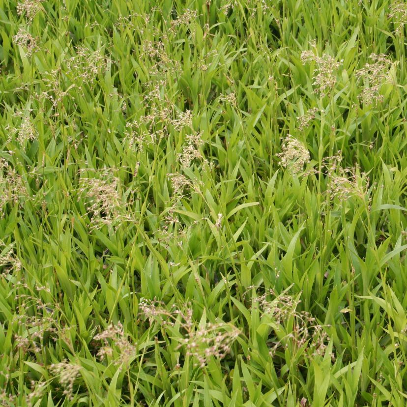 STM - Luzula sylvatica 'Auslese'