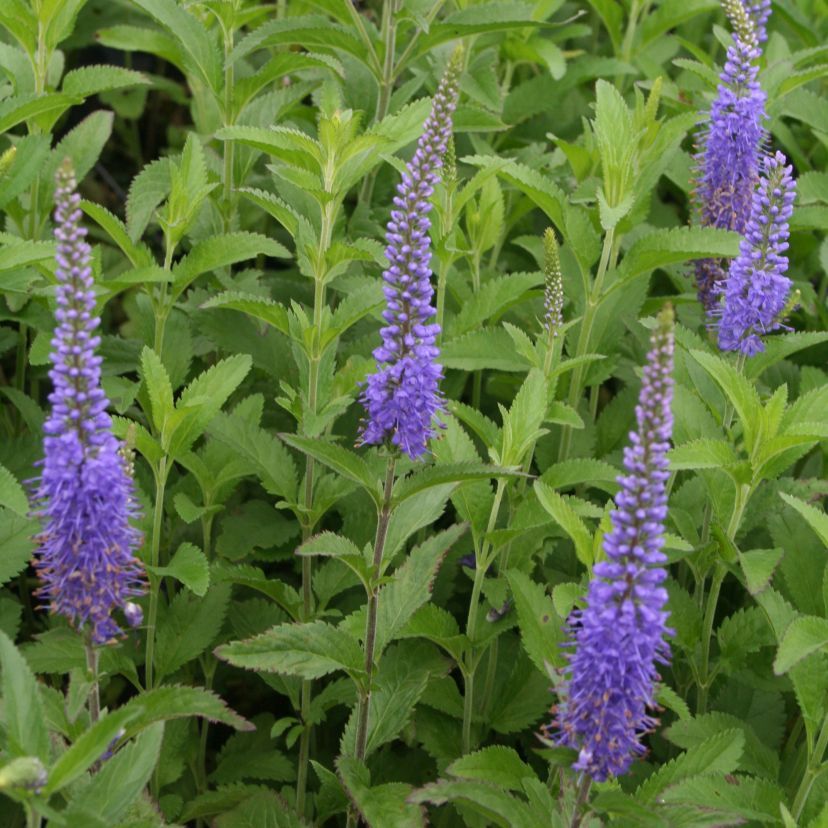 STM - Veronica longifolia 'Blauriesin'