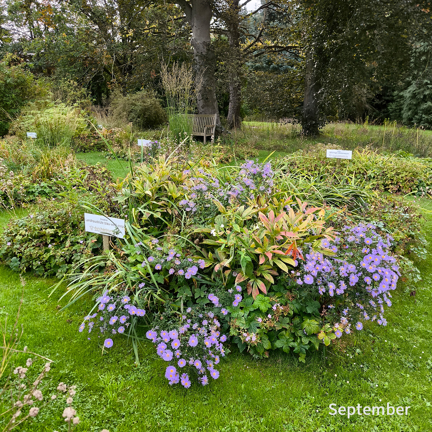 Landhausblüte blau-weiß-rosa - Staudenmischpflanzung als Fertigmischung vorgemischt