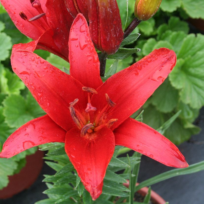 STM - Lilium orientale 'Rot'