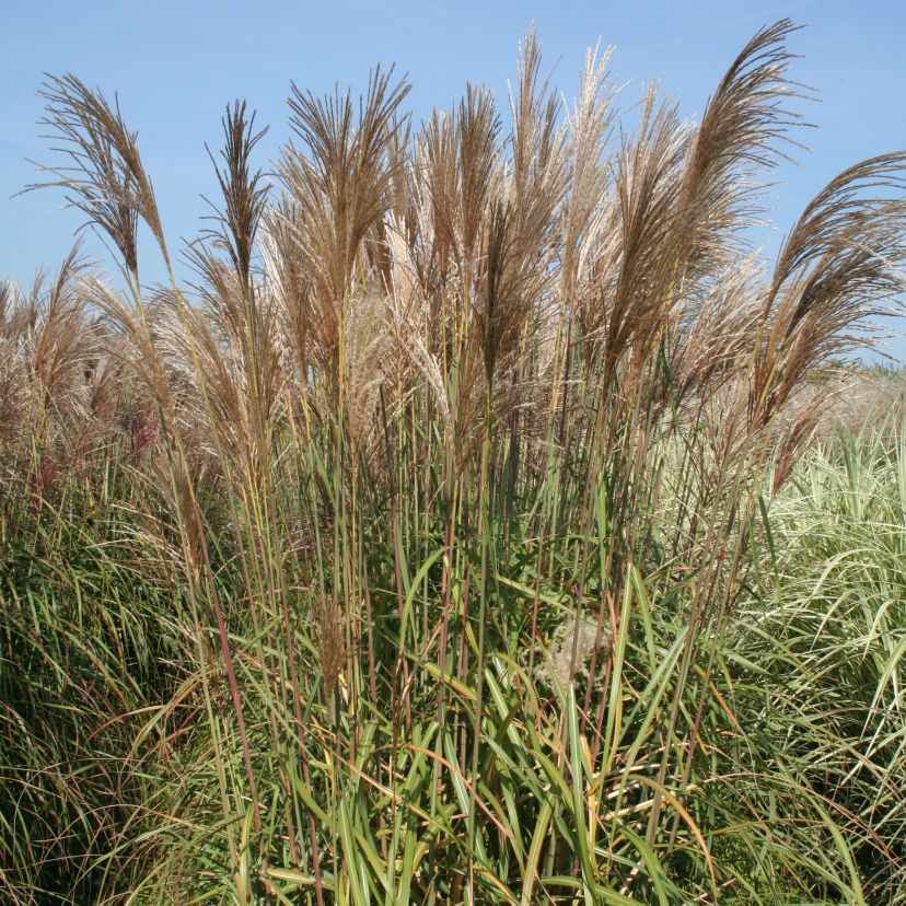 Miscanthus sinensis 'Rotsilber'