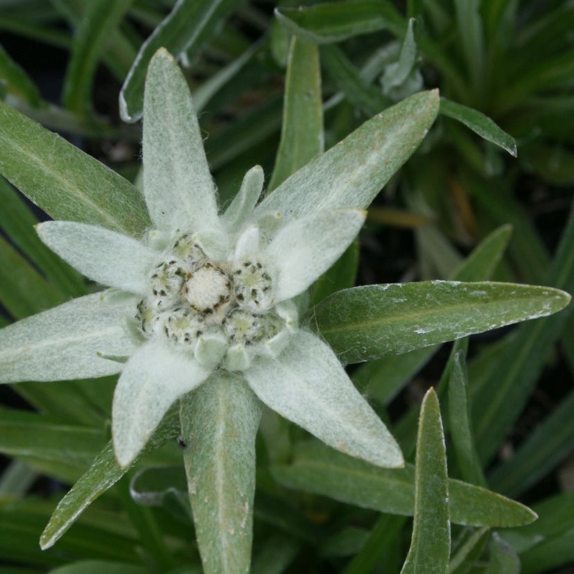Leontopodium alpinum
