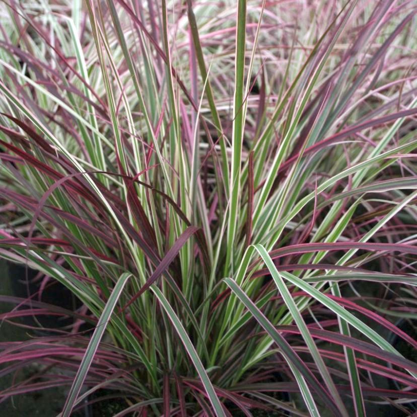 STM - Pennisetum x advena 'Fireworks'