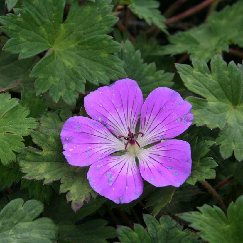Geranium wallichianum 'Rise and Shine'