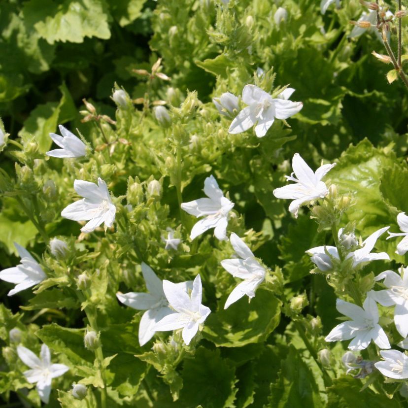 Campanula posch. 'E. H. Frost'