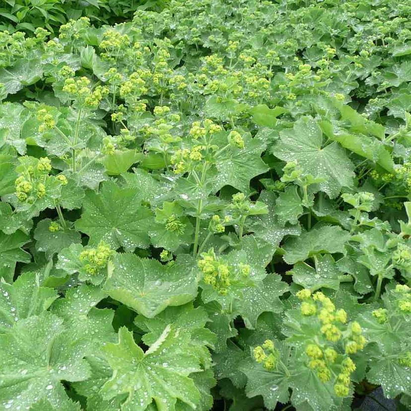 STM - Alchemilla mollis