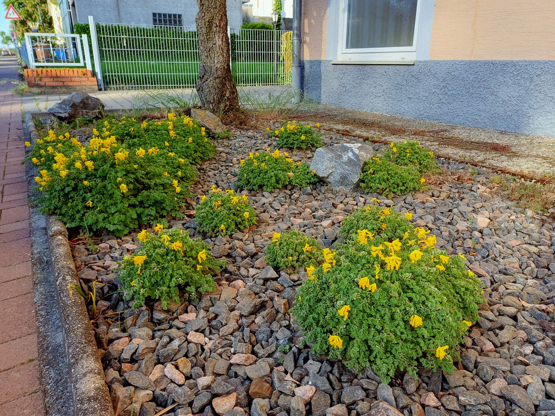 Schottergarten mit Lerchensporn