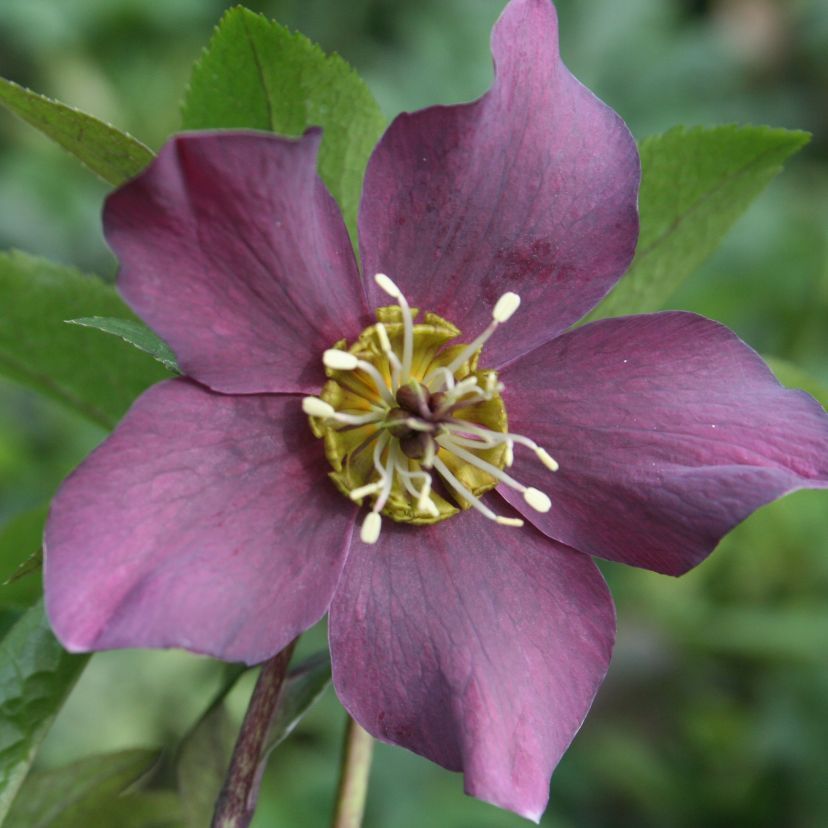 STM - Helleborus orien. 'Pretty E. Red'