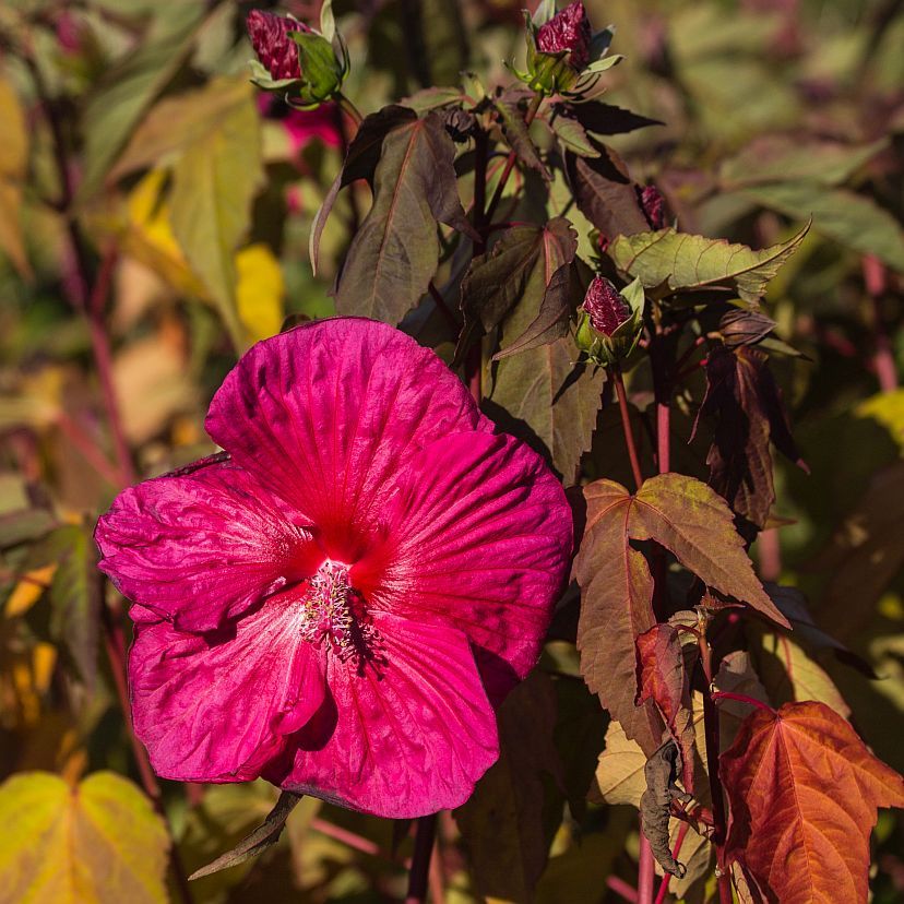 STM - Hibiscus moscheutos