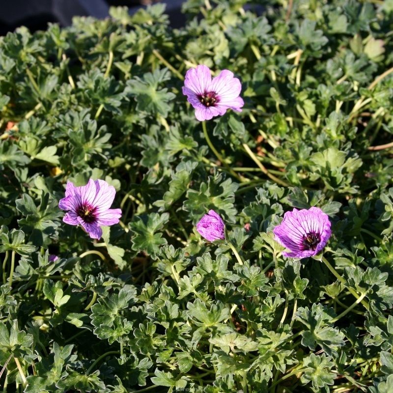 Geranium cin. 'Ballerina'